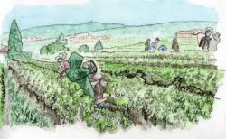 Les Vendanges, chez Passot&Fils